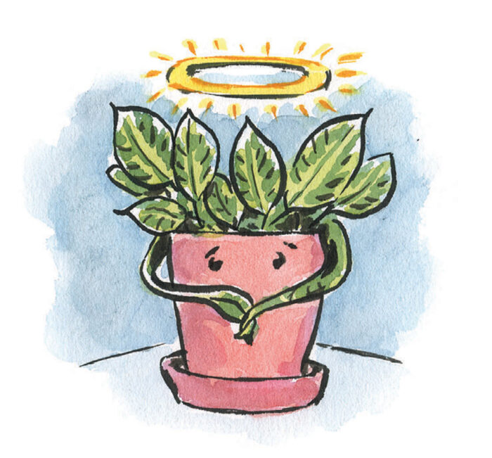 Illustration of house plant