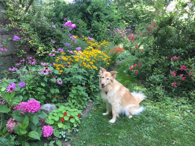 A tan, silky-haired dog sitting in a garden