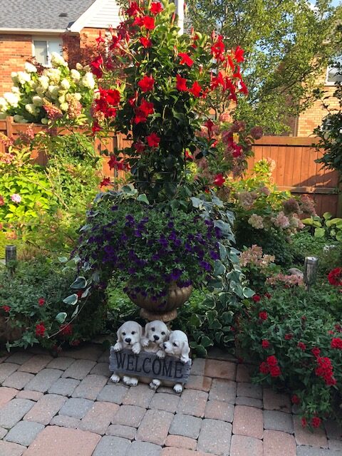 tall container planting with mandevilla