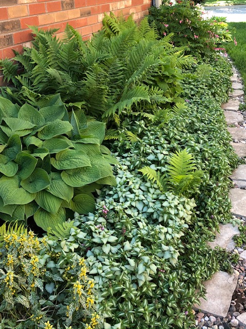 shade garden with hosta and ferns