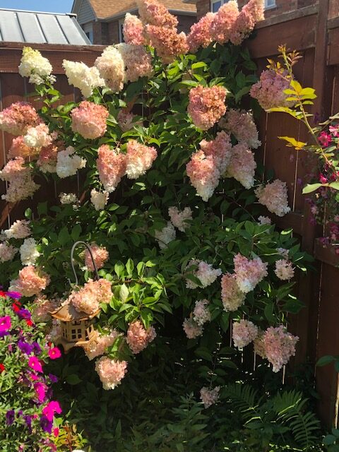 Vanilla strawberry hydrangea