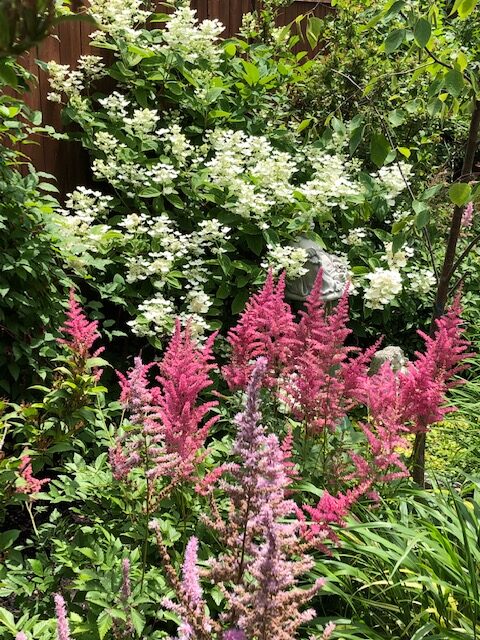 Pink astilbes in front of a hydrangea