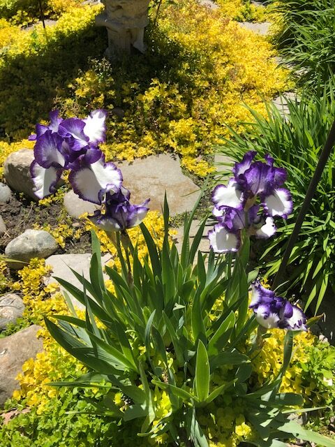 irises surrounded by creeping Jenny