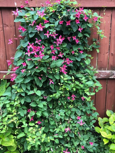 Princess Diana clematis