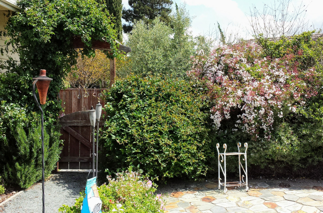 A wall of shrubs behind a stone patio and walkway