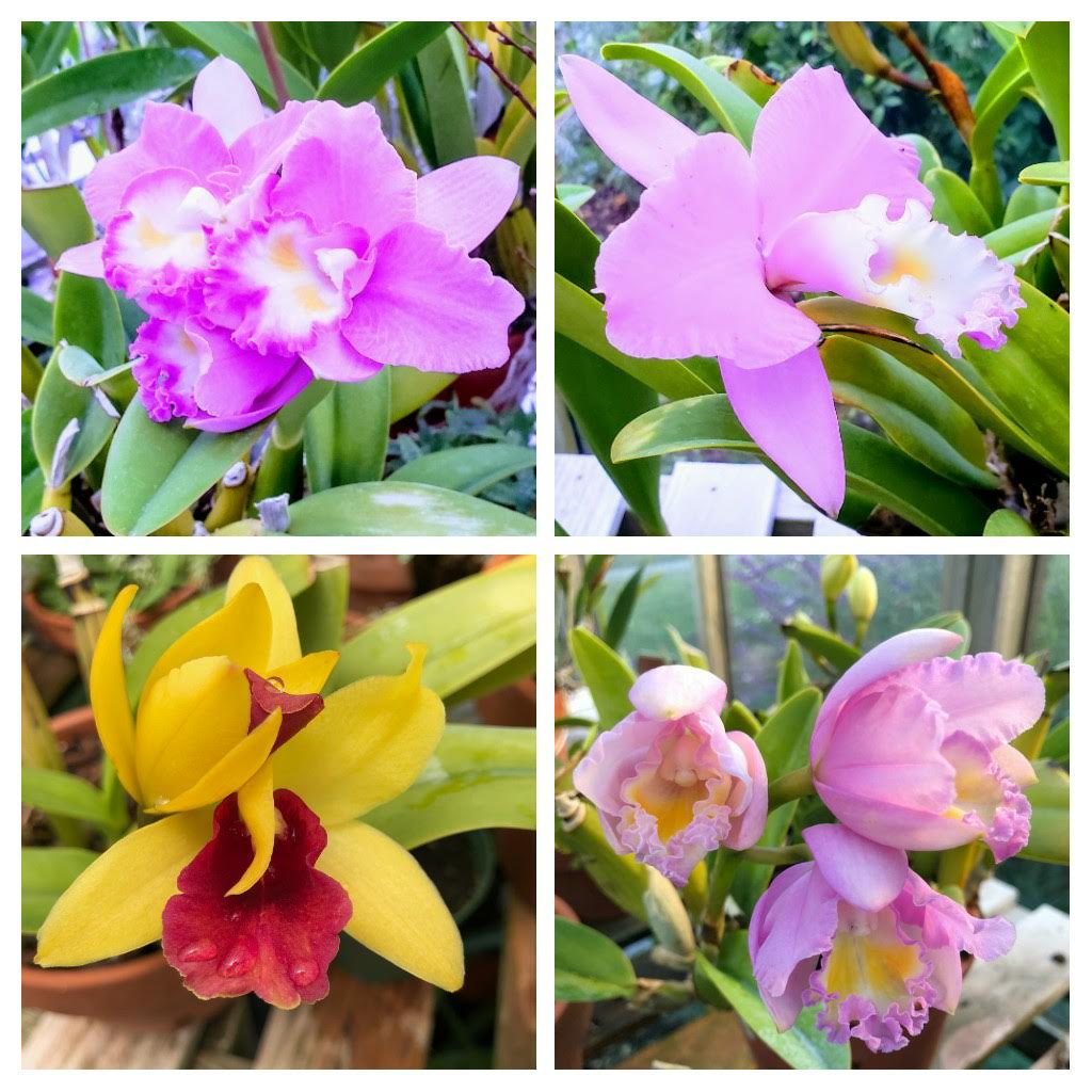 A collage of orchids in pink, yellow, and red