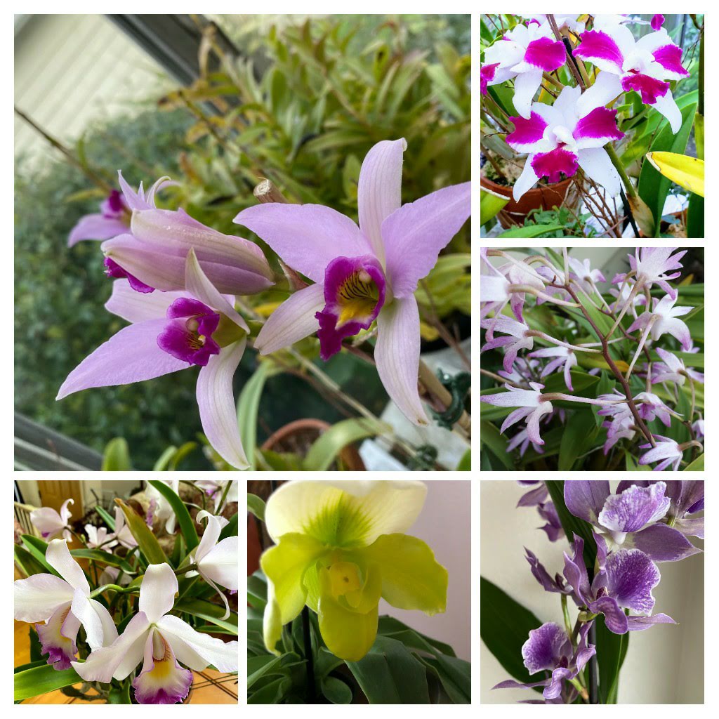 collage of orchid flowers in pink, white, and pale green