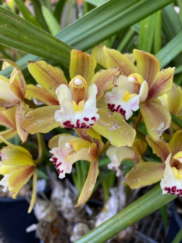 closeup of Cymbidium orchid