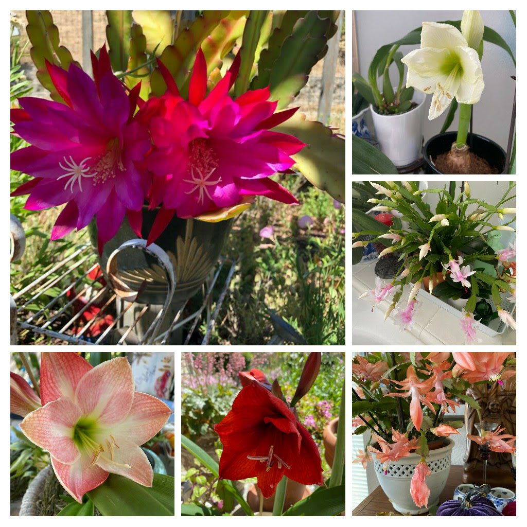 Collage of flowering cactus and amaryllis