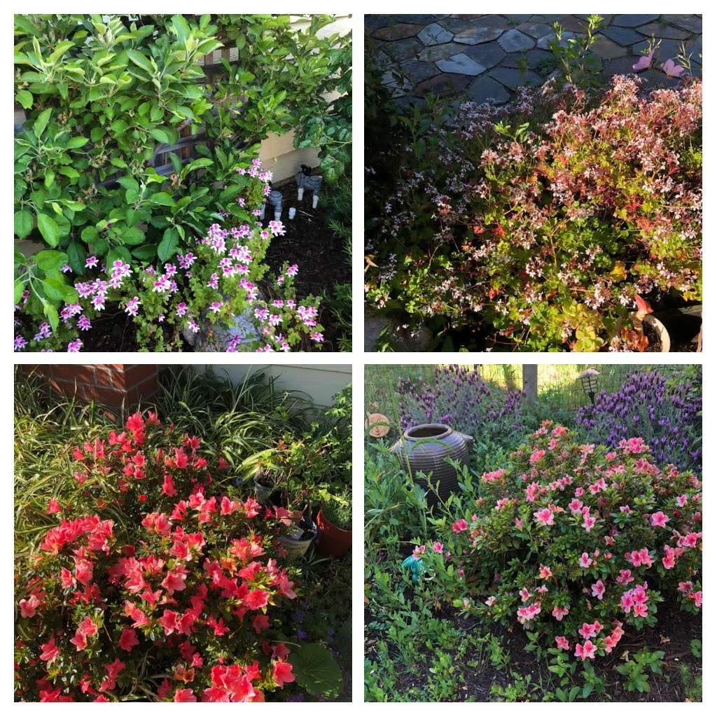 Two flowering geraniums and two flowering azaleas