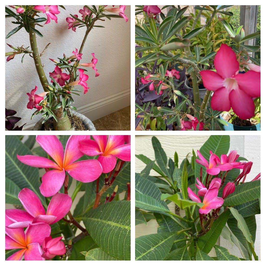 Collage of bright pink flowers