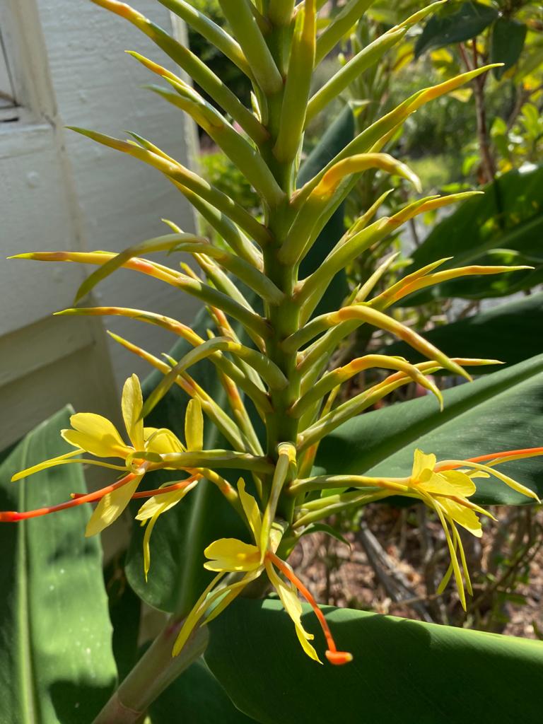 Hedychium gardnerianum