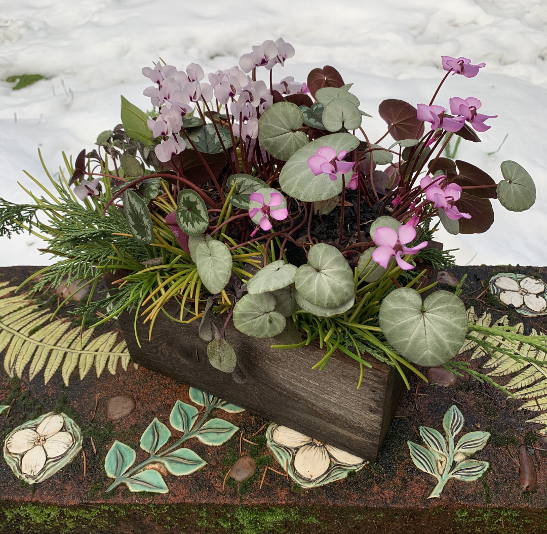 winter cyclamen in a container arrangement