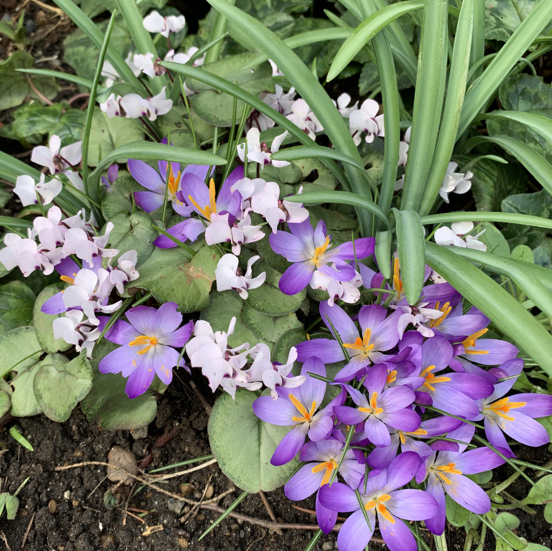 Cyclamen and crocus intwined