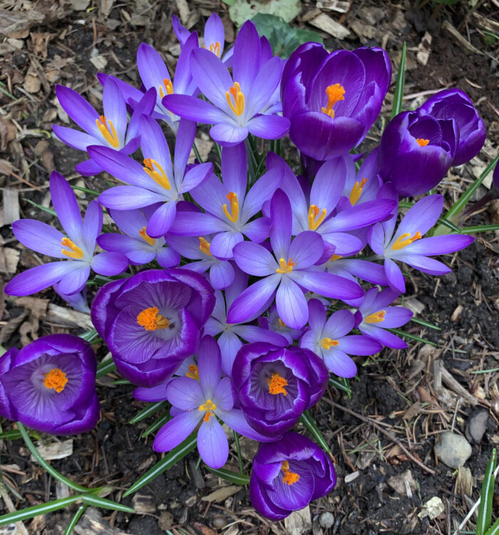 purple flowers blooming in early spring