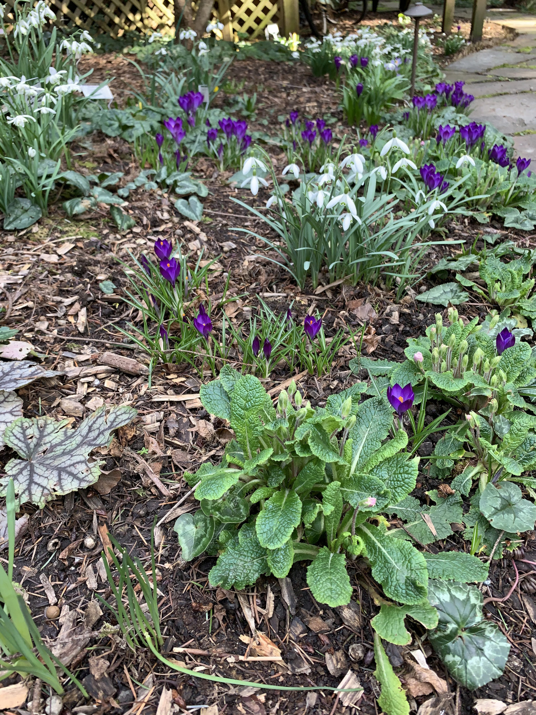 early spring garden