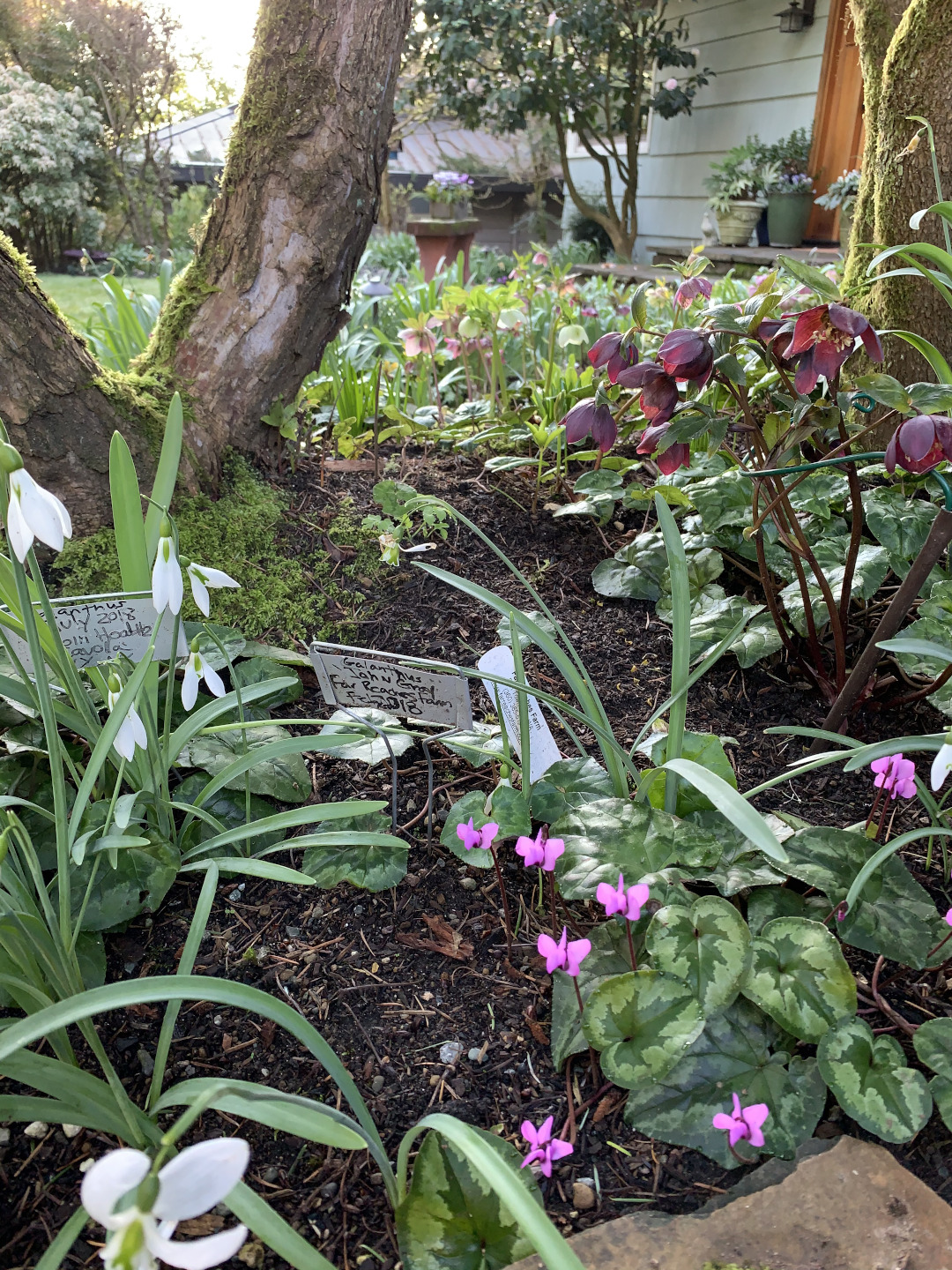 snowdrops, cyclamen, and hellebores growing in the garden