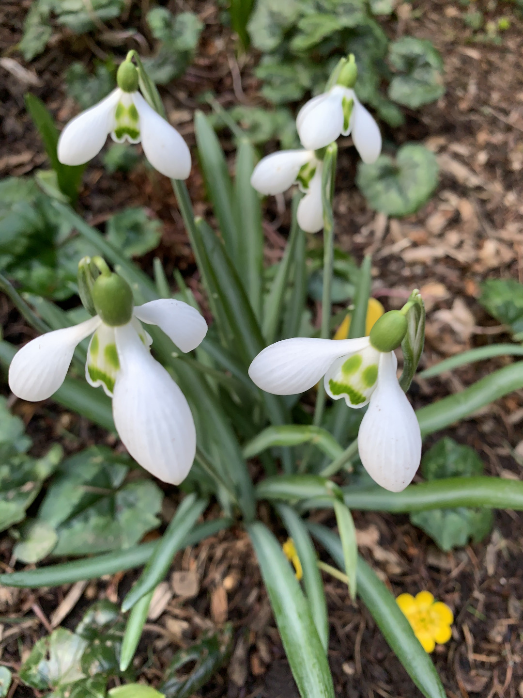 Big Eyes snowdrops