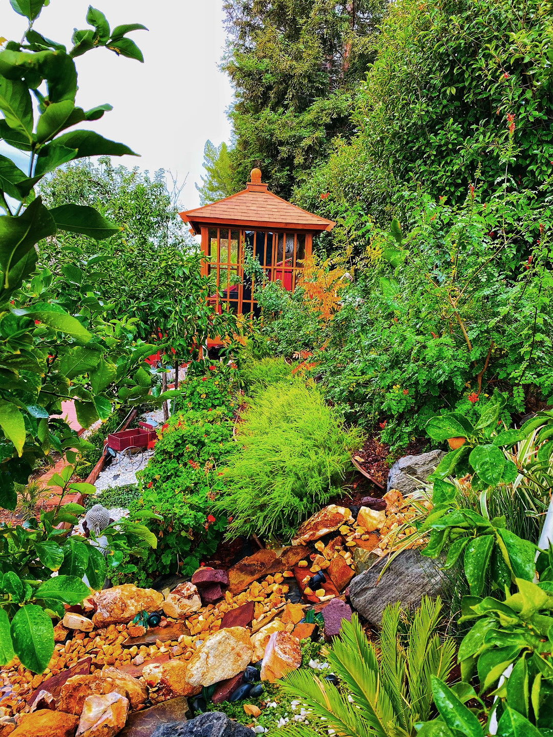 garden full of foliage