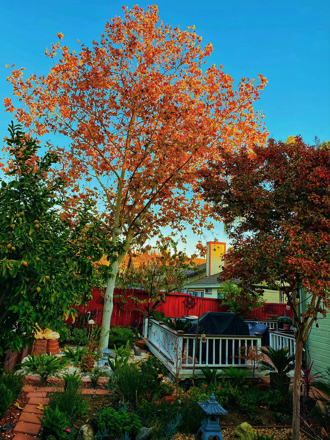 fall foliage in northern california