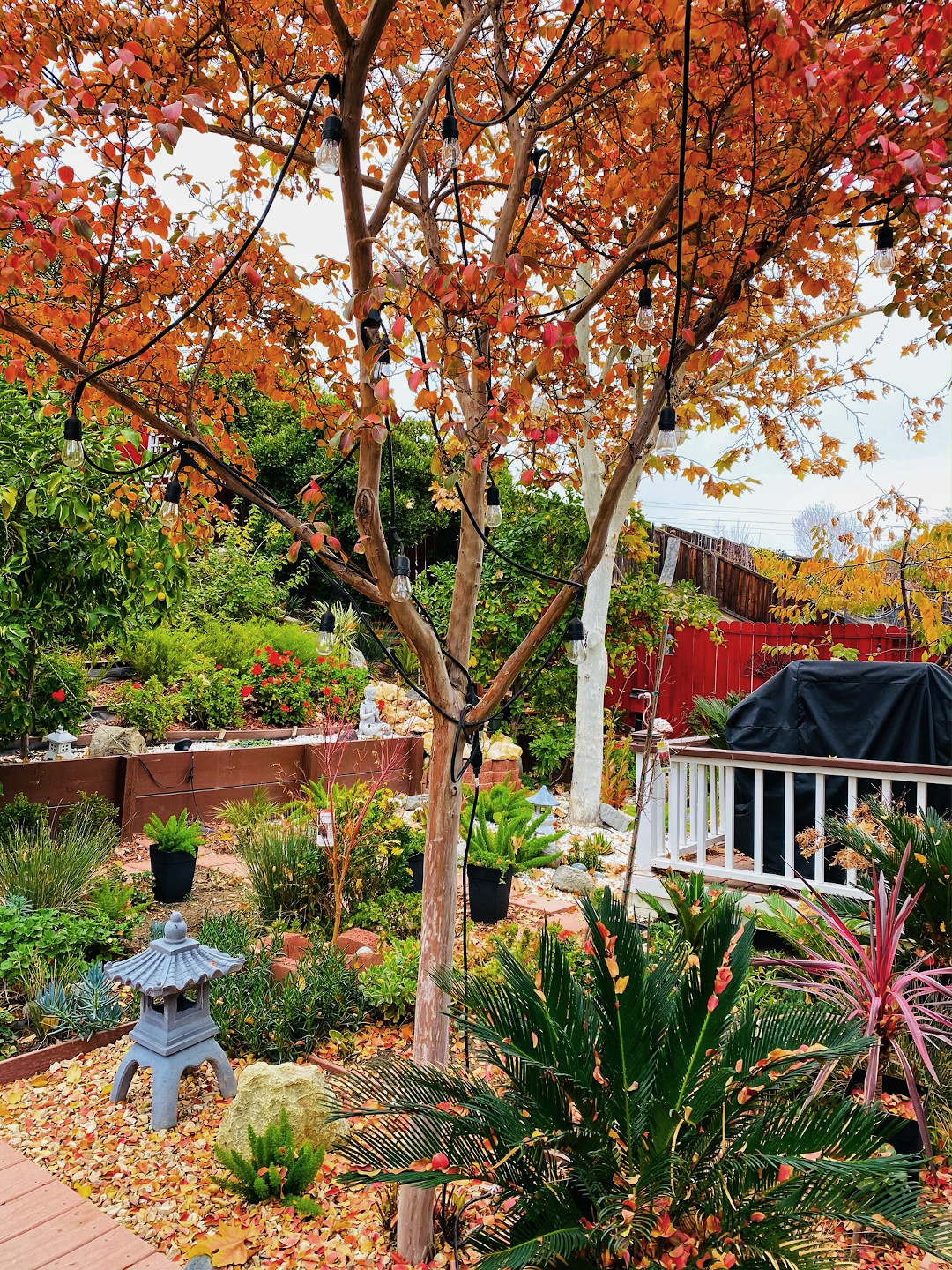 red and yellow foliage tree in a garden