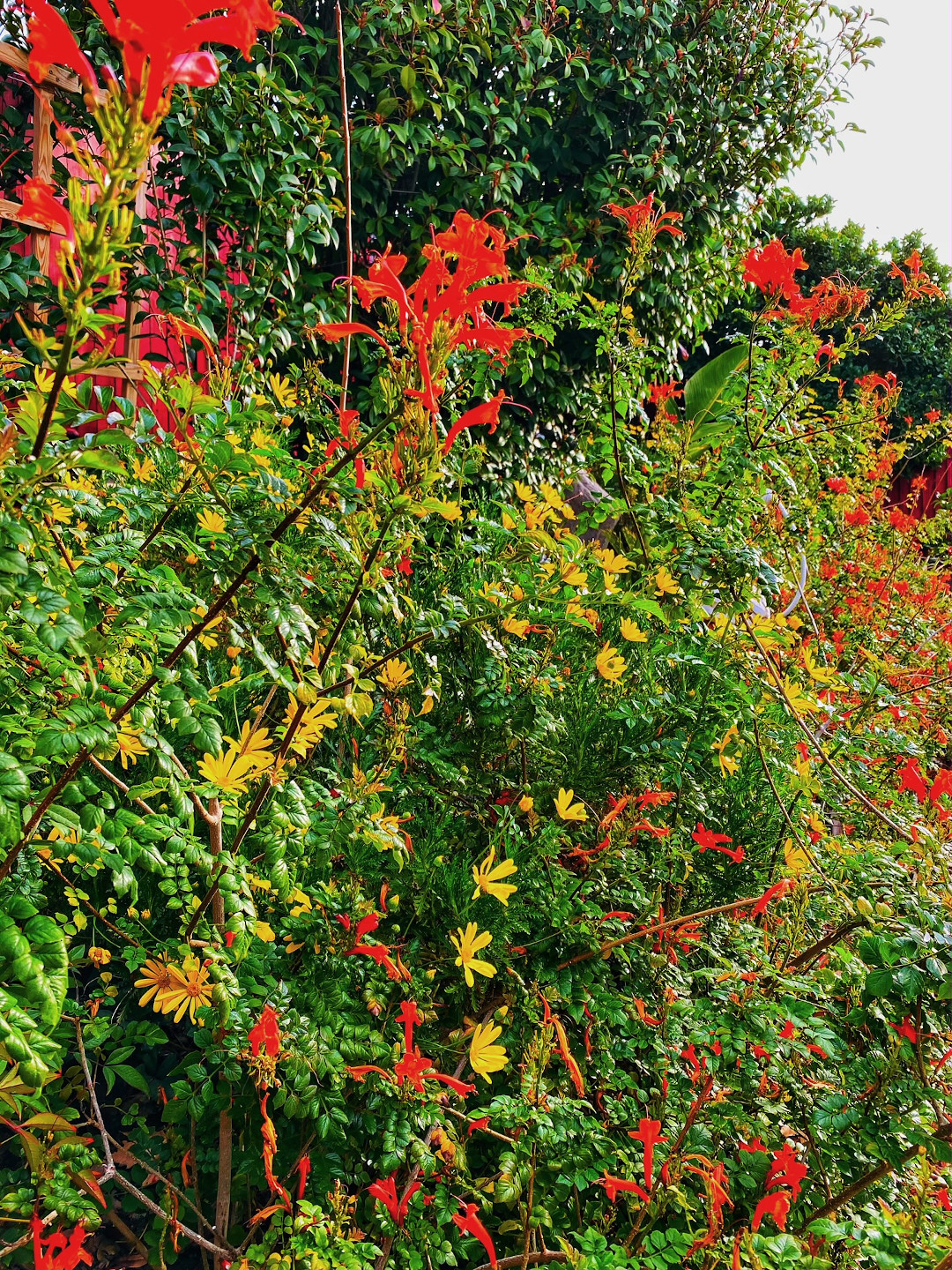 big bunch of red and yellow flowers