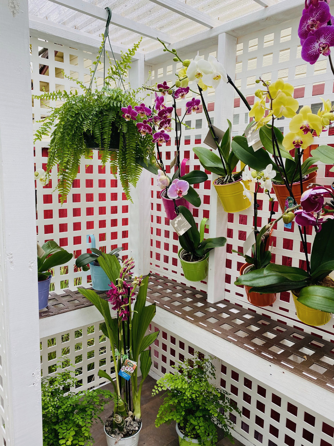 orchids hanging from a wall