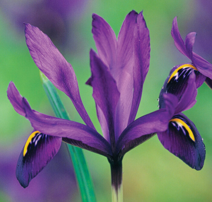 purple reticulata irises