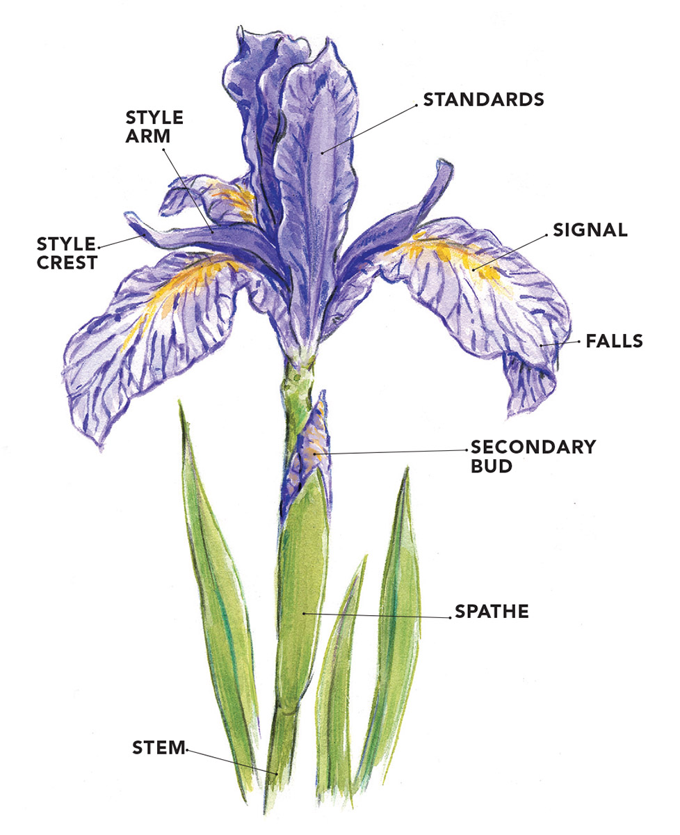 labeled flamboyant flower