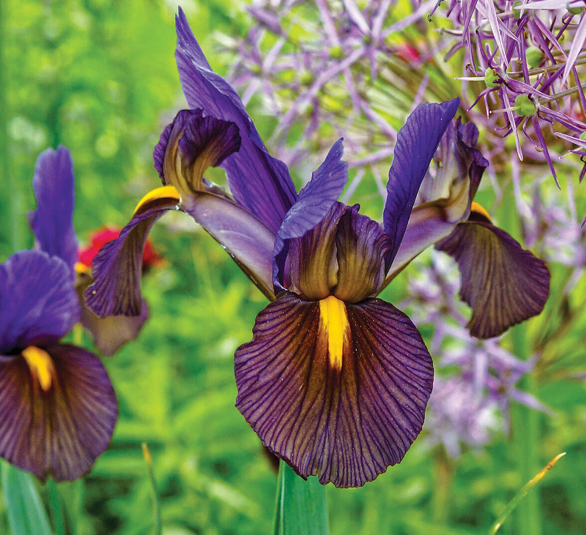 Dutch Iris Eye of the Tiger, Iris Bulbs