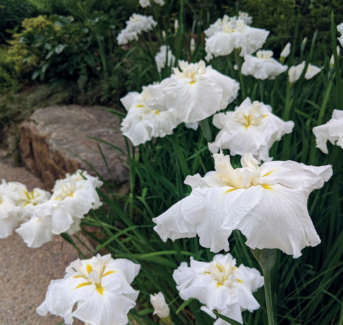 The Other Irises - FineGardening