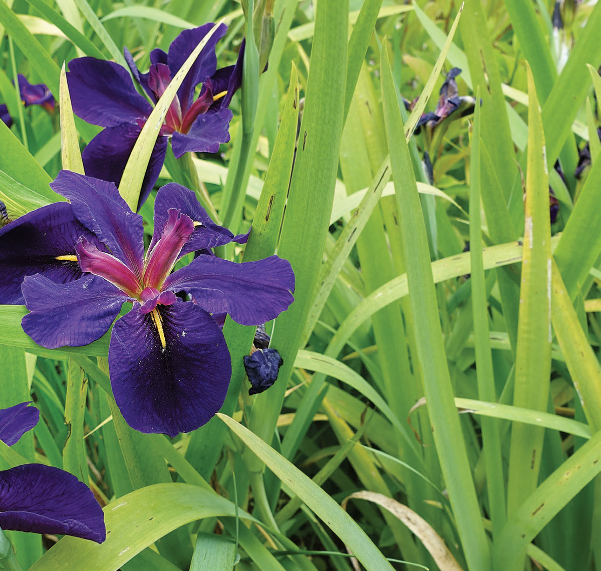 Iris 'Polar Ice' syn. Iris reticulata 'Polar Ice', Reticulate Iris