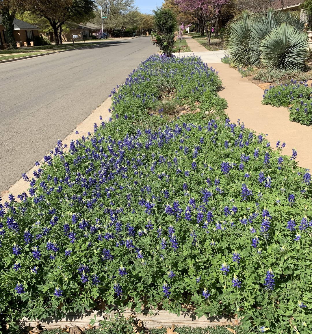 Texas bluebonnets in masses