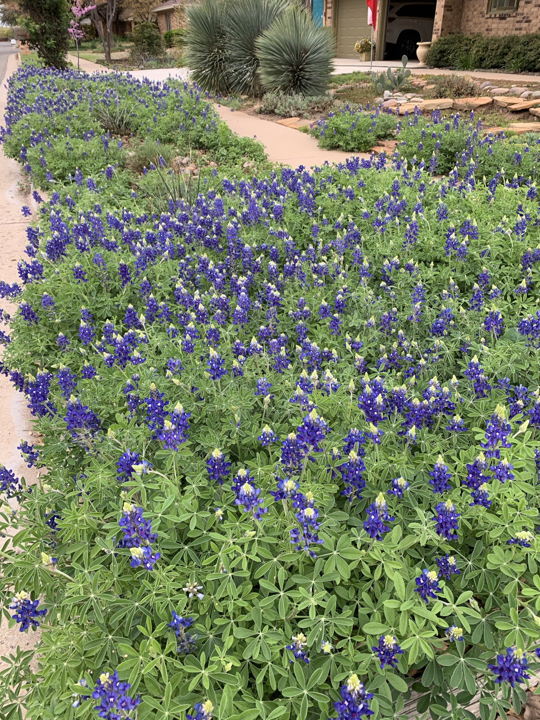 close up of Texas bluebonnets