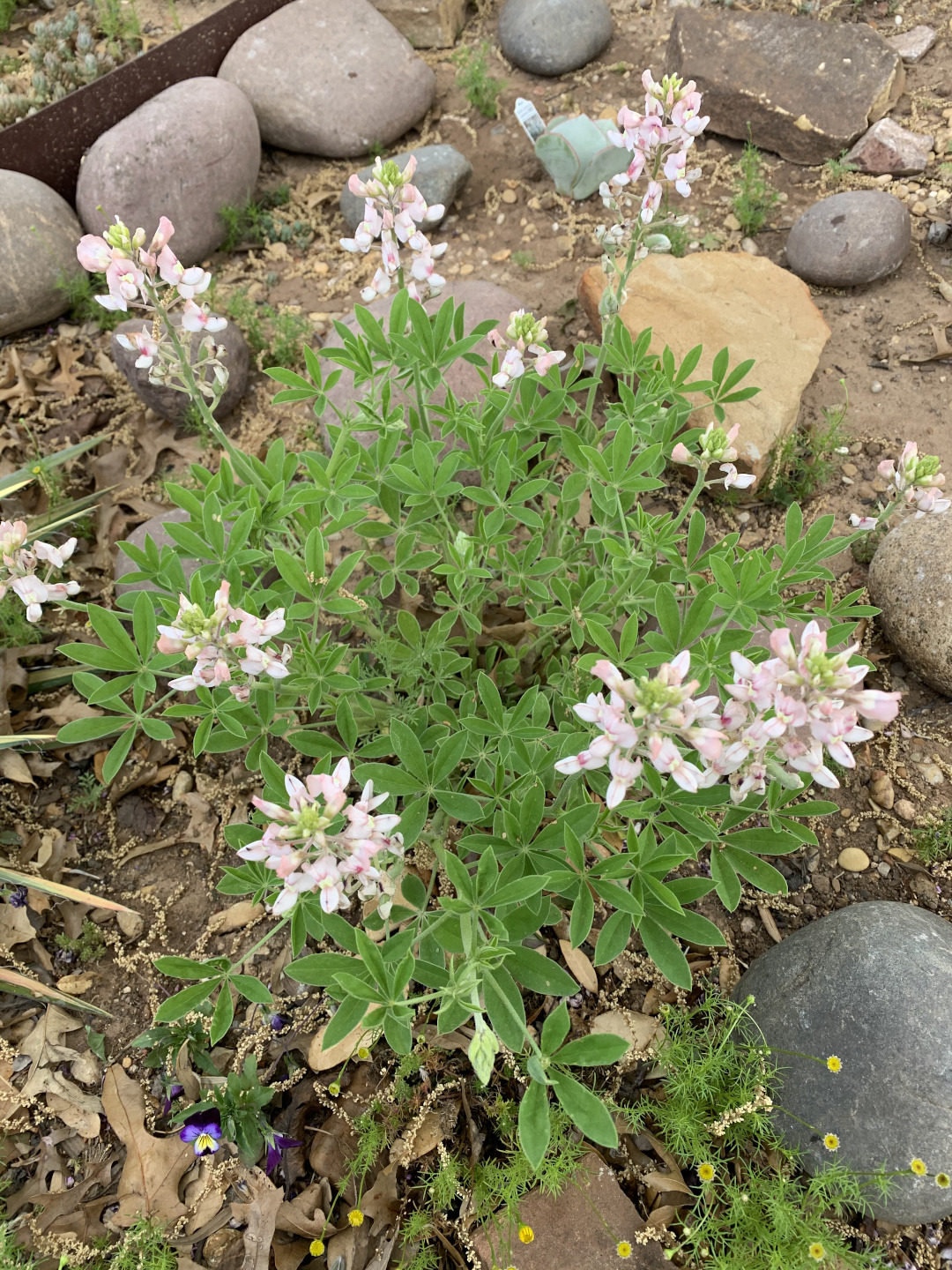 pink bluebonnets