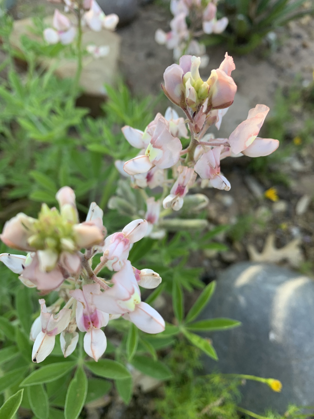 Closeup of pink bluebonnet plant