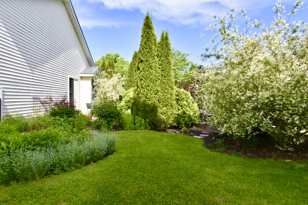 shrubs and trees in a spring garden