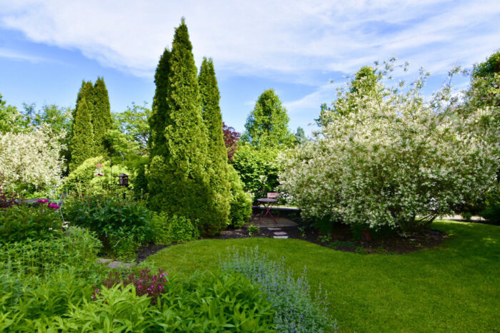 shrubs and trees in a spring garden