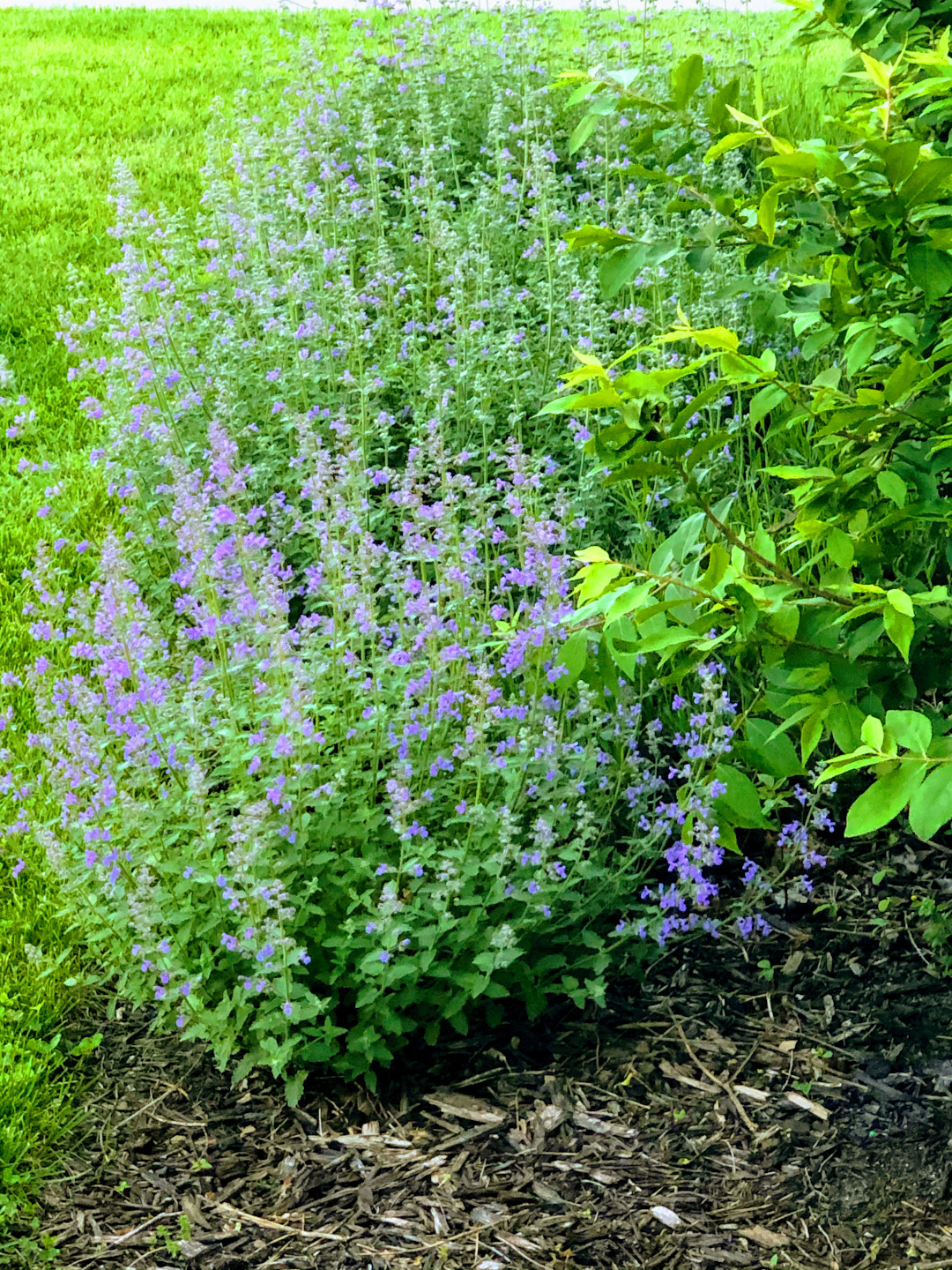 Catmint plant