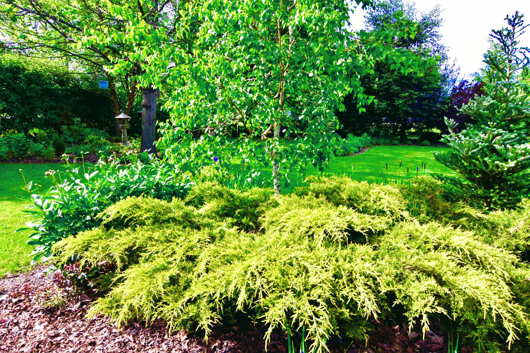 shrubs in various shades of green