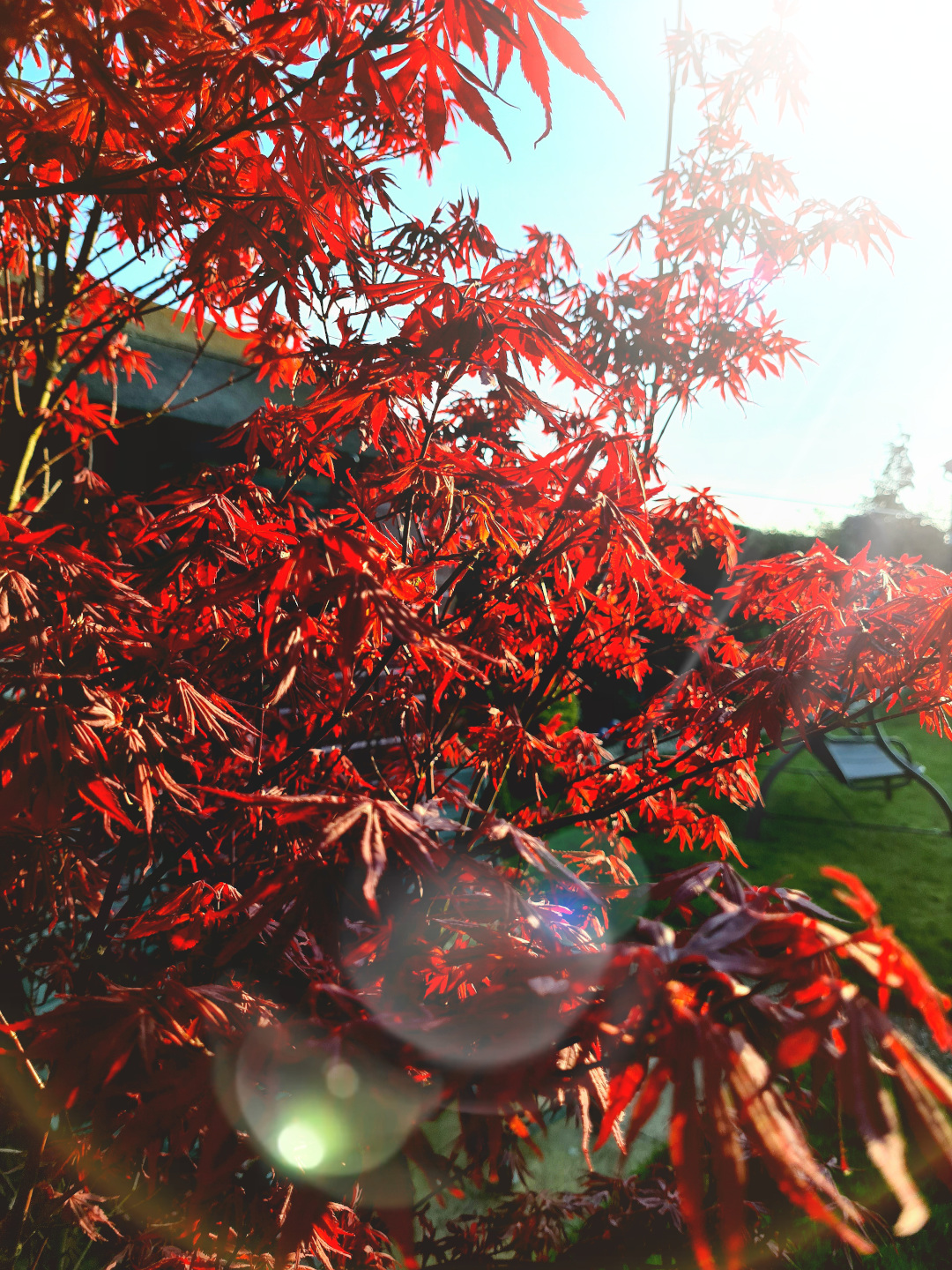 red Japanese maple in the sun