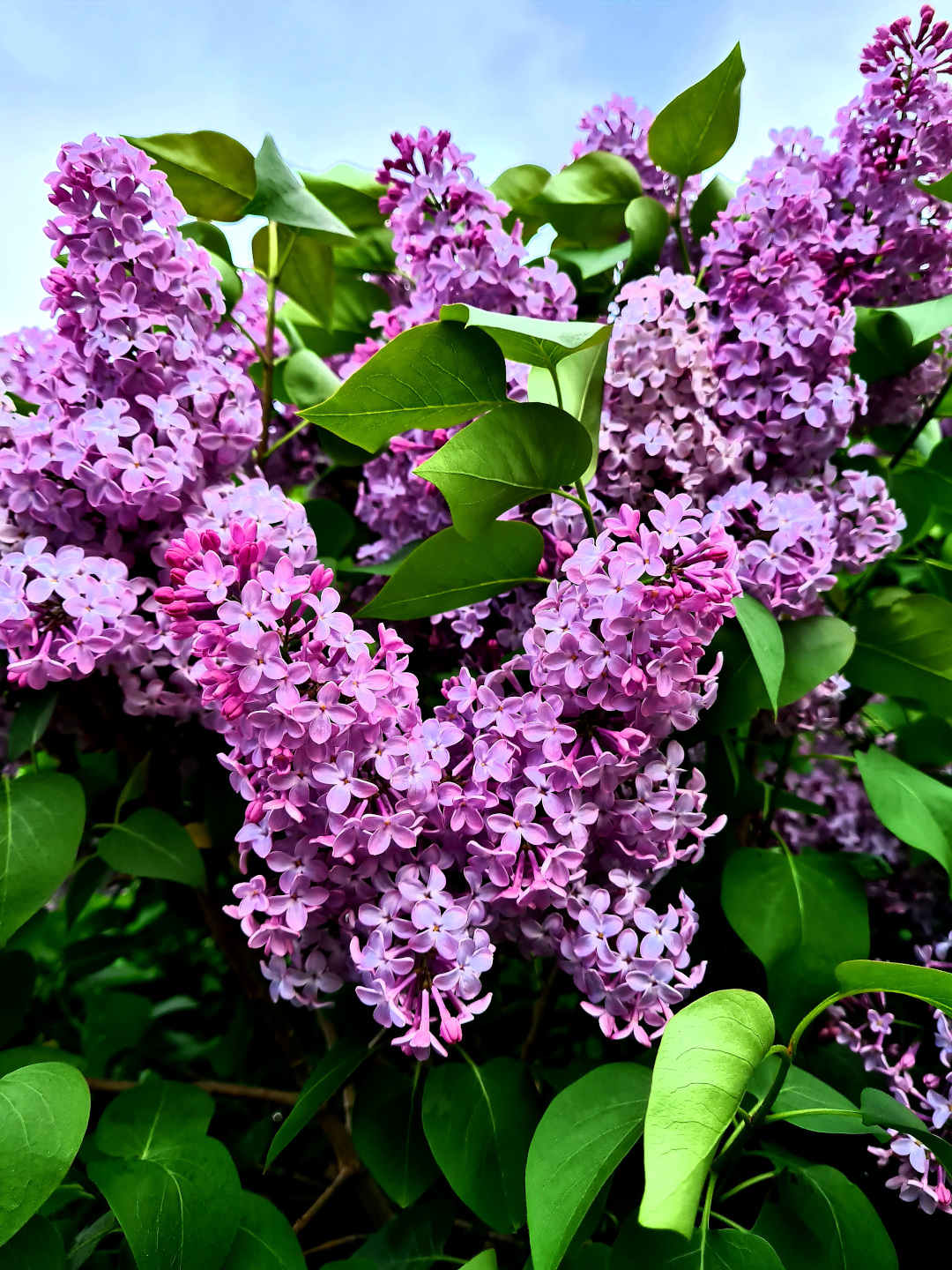 cluster of lilac blooms