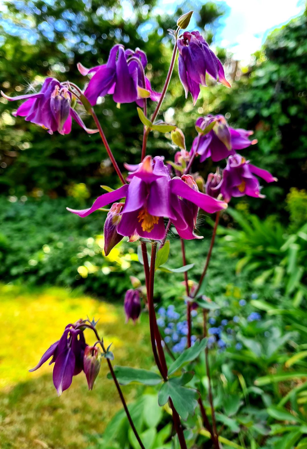close up of purple columbine flowers