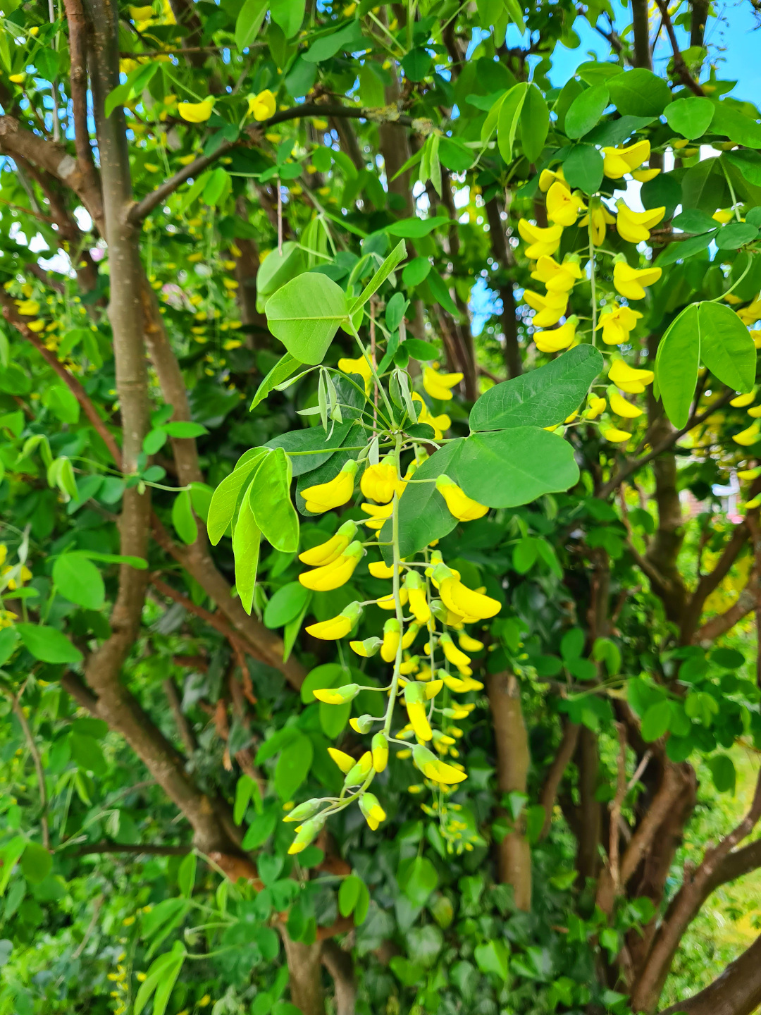 laburnum yellow flowers