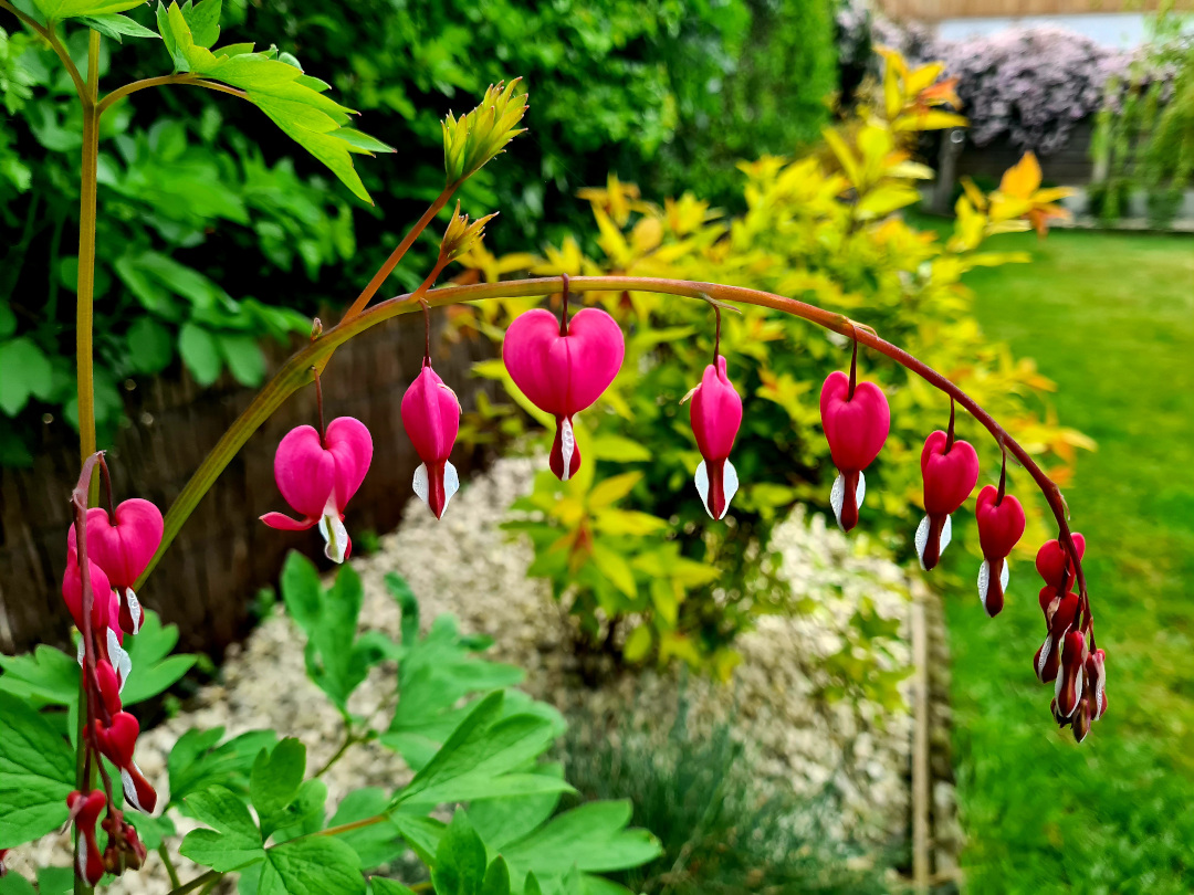 close up of bleeding heart flowers