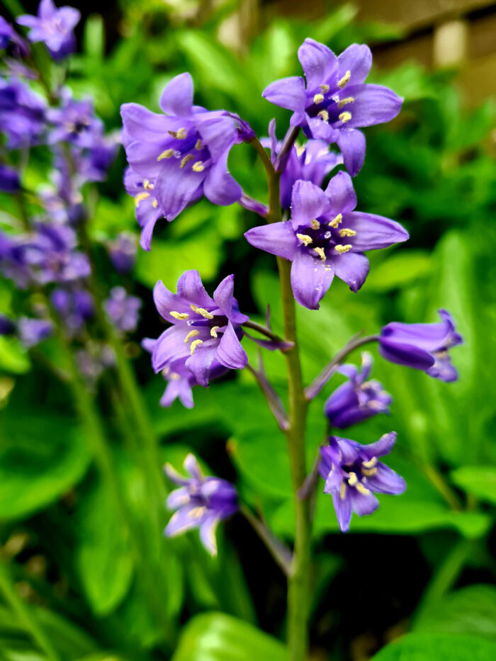 common bluebell flowers
