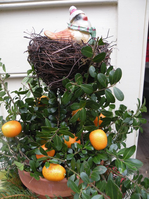 kumquats in a winter garden container