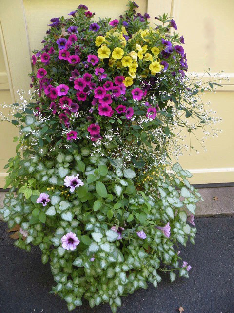 summer garden container with Lamium