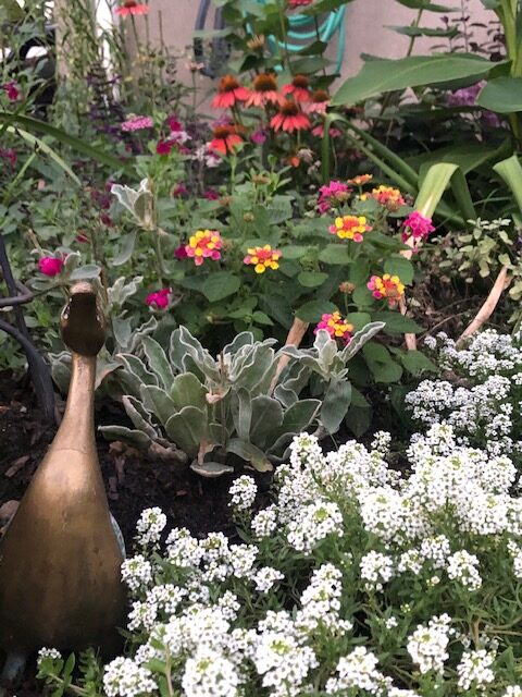 Sweet alyssum in the garden