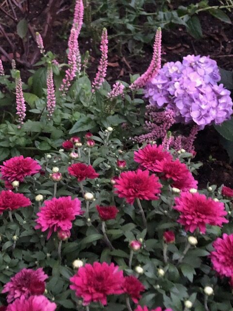 bright pink Chrysanthemum